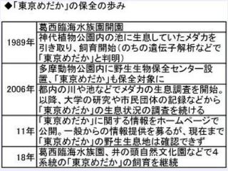 「東京めだか」の保全の歩み.jpg