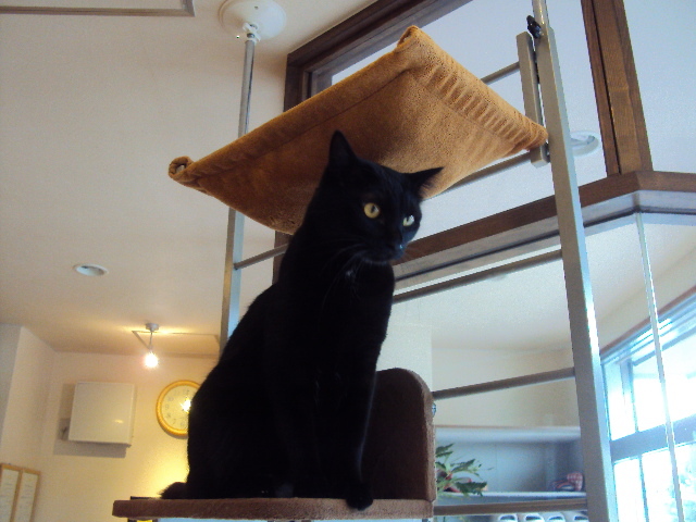 里山募集型猫カフェ Hakobuneko八王子店 が12年2月15日オープン We Love Hachioji 八王子ナビ