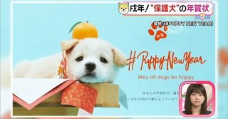 保護犬カフェ.jpg