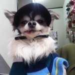 保護犬カフェ西八王子店.jpg