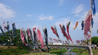 南浅川の鯉のぼり2.JPG