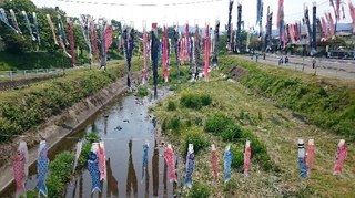 南浅川の鯉のぼり4.JPG