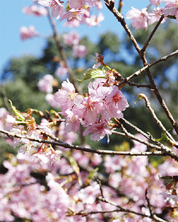 多摩森林科学園 桜.jpg