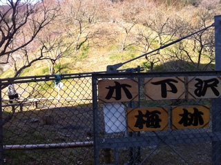木下沢梅林1.jpg