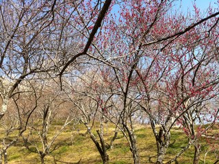 木下沢梅林5.jpg