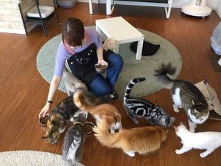 猫カフェ「コックんの別荘 八王子OPA店」1.jpg