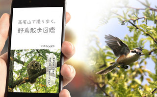 高尾山で撮り歩く。野鳥散歩図鑑.jpg